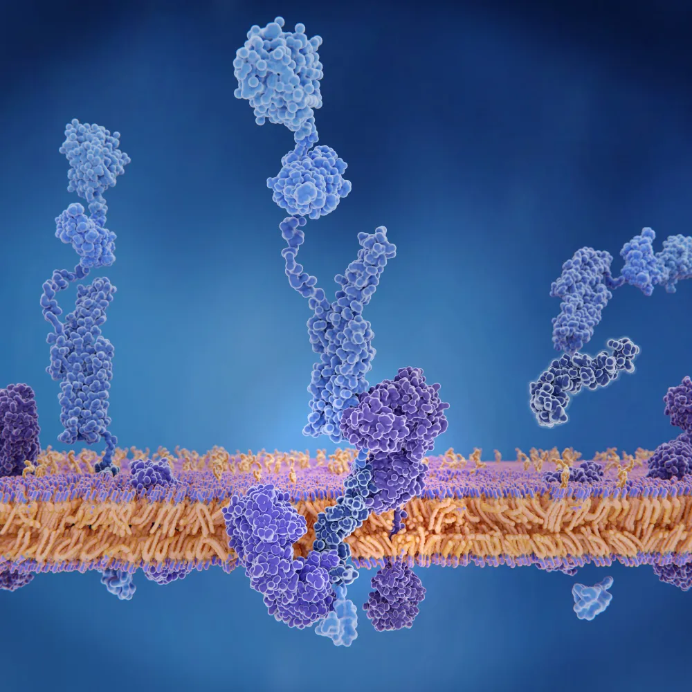 Gamma Secretase